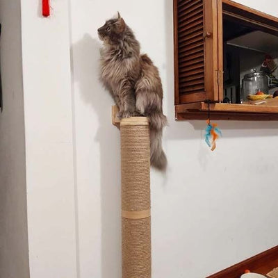 chat assis sur griffoir pour chat