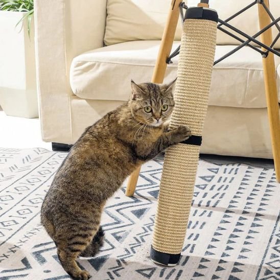 chat qui decouvre son griffoir pour chat