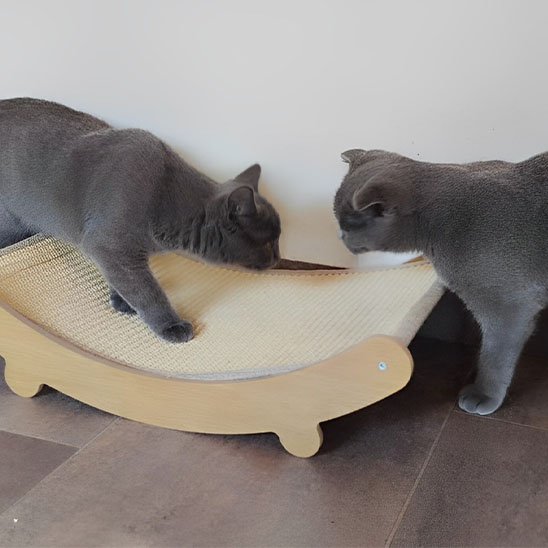 chats faisant leurs griffes sur grattoir pour chat