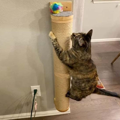 chat grimpant sur son griffoir pour chat