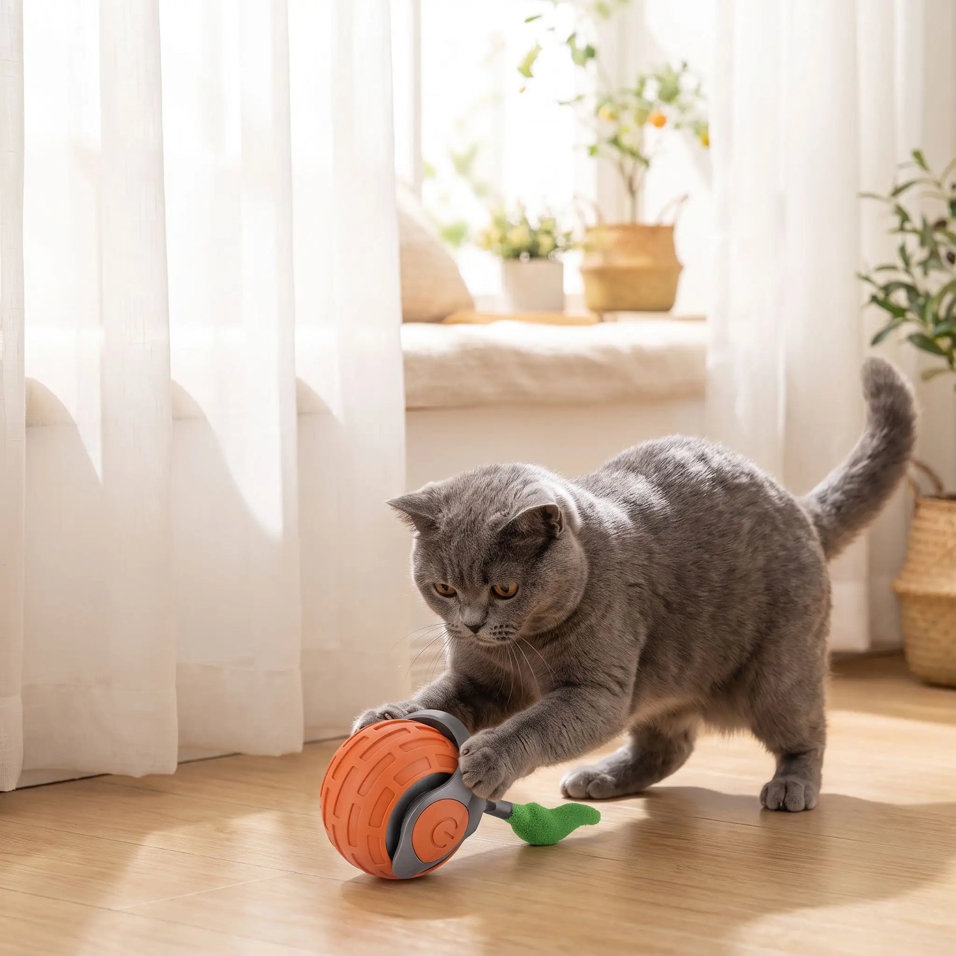 Chat gris bondissant sur son jouet interactif pour chat