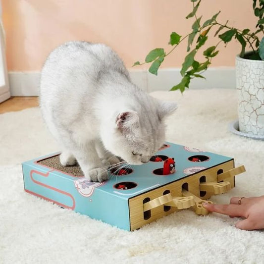 Chat jouant avec son griffoir pour chat