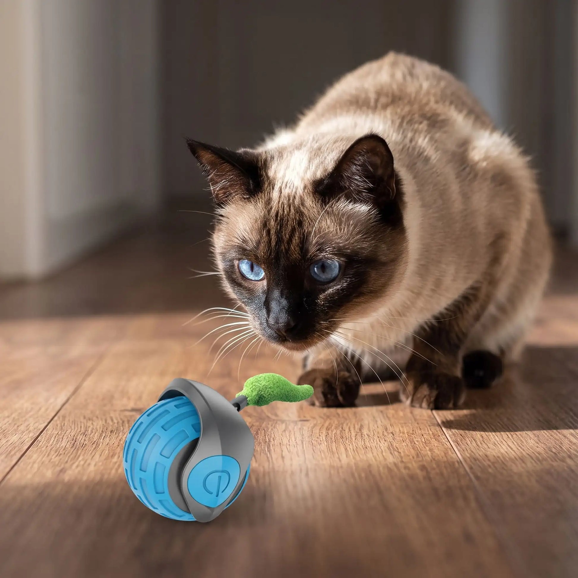 Chat siamois aux yeux bleus intrigué par son jouet interactif pour chat