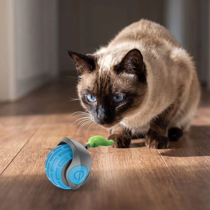 Chat siamois aux yeux bleus intrigué par son jouet interactif pour chat