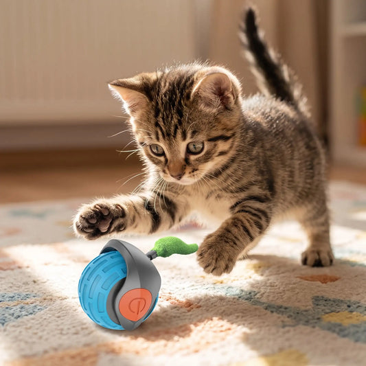 Chaton tigré brun curieux s'élançant vers son jouet interactif pour chat